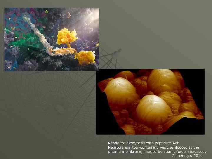 Ready for exocytosis with peptides: Ach Neurotransmitter-containing vesicles docked at the plasma membrane, imaged