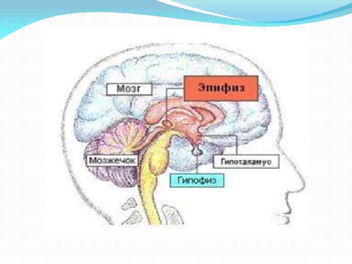 Гипофиз и эпифиз на рисунке отмечены цифрой