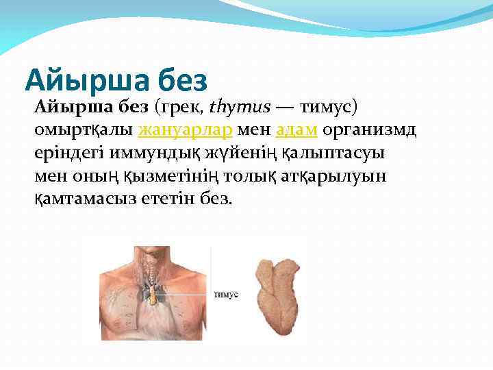 Айырша без (грек, thymus — тимус) омыртқалы жануарлар мен адам организмд еріндегі иммундық жүйенің