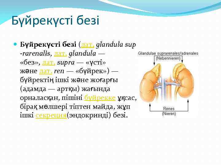 Бүйрекүсті безі (лат. glandula sup -rarenalis, лат. glandula — «без» , лат. supra —