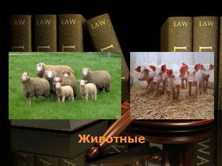 Животные 