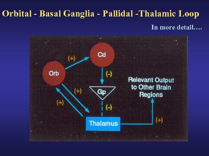 Orbital - Basal Ganglia - Pallidal -Thalamic Loop In more detail…. 