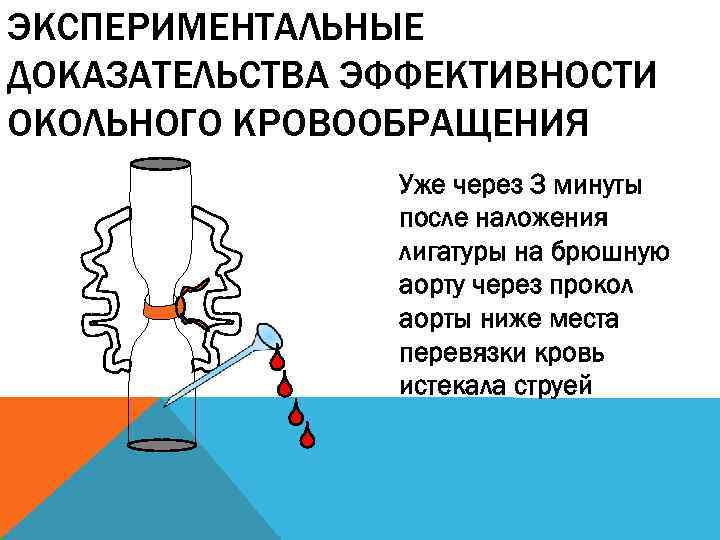 ЭКСПЕРИМЕНТАЛЬНЫЕ ДОКАЗАТЕЛЬСТВА ЭФФЕКТИВНОСТИ ОКОЛЬНОГО КРОВООБРАЩЕНИЯ Уже через 3 минуты после наложения лигатуры на брюшную