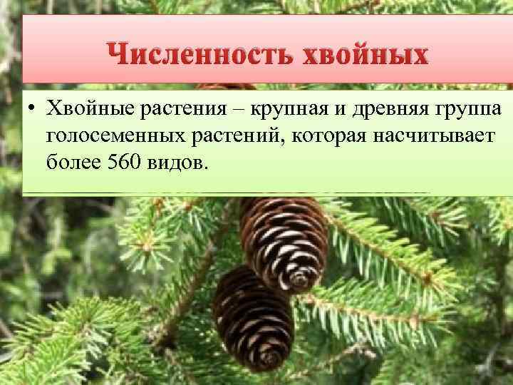 Численность хвойных • Хвойные растения – крупная и древняя группа голосеменных растений, которая насчитывает