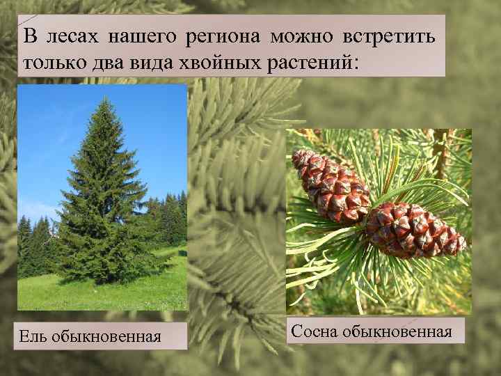 В лесах нашего региона можно встретить только два вида хвойных растений: Ель обыкновенная Сосна