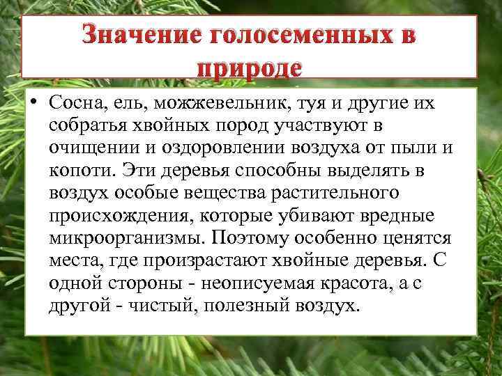 Значение голосеменных в природе • Сосна, ель, можжевельник, туя и другие их собратья хвойных