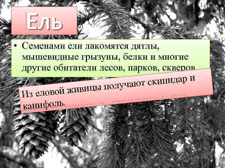 Ель • Семенами ели лакомятся дятлы, мышевидные грызуны, белки и многие другие обитатели лесов,