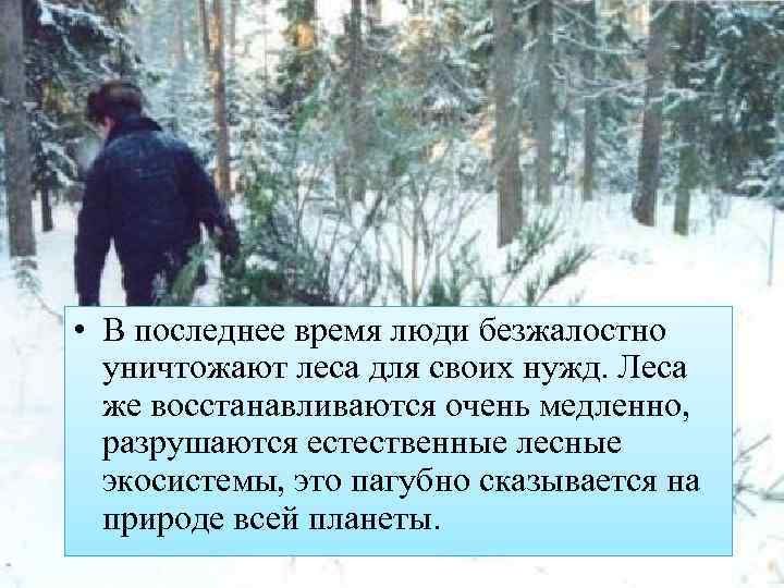  • В последнее время люди безжалостно уничтожают леса для своих нужд. Леса же