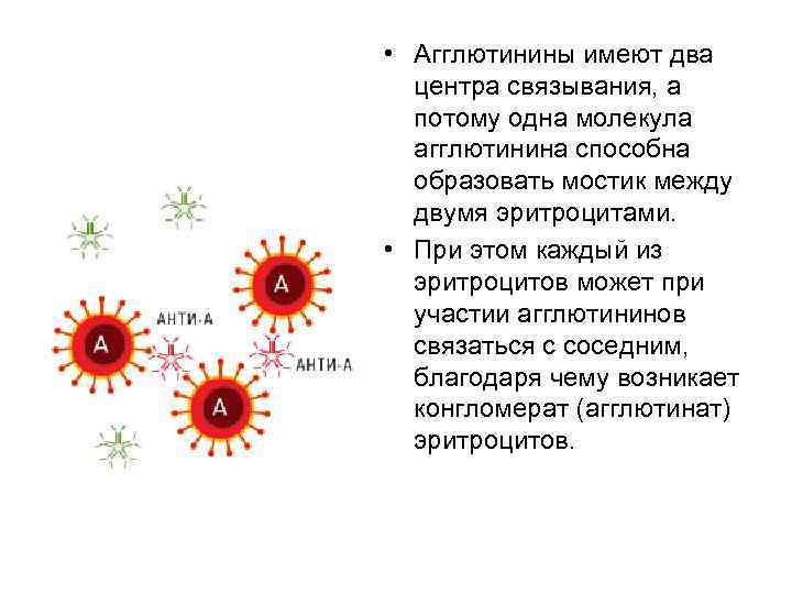  • Агглютинины имеют два центра связывания, а потому одна молекула агглютинина способна образовать