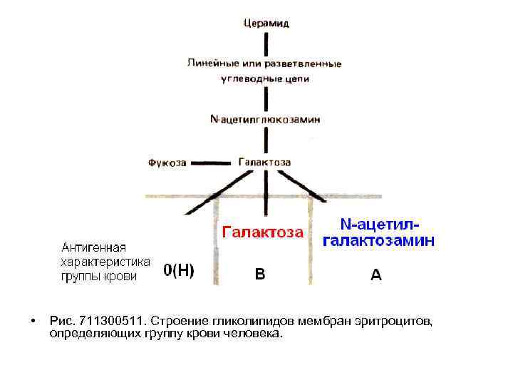  • Рис. 711300511. Строение гликолипидов мембран эритроцитов, определяющих группу крови человека. 