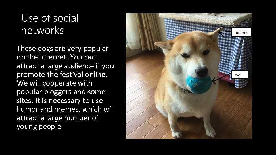 Use of social networks These dogs are very popular on the Internet. You can