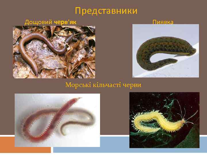 Представники Дощовий черв'як Морські кільчасті черви Пиявка 