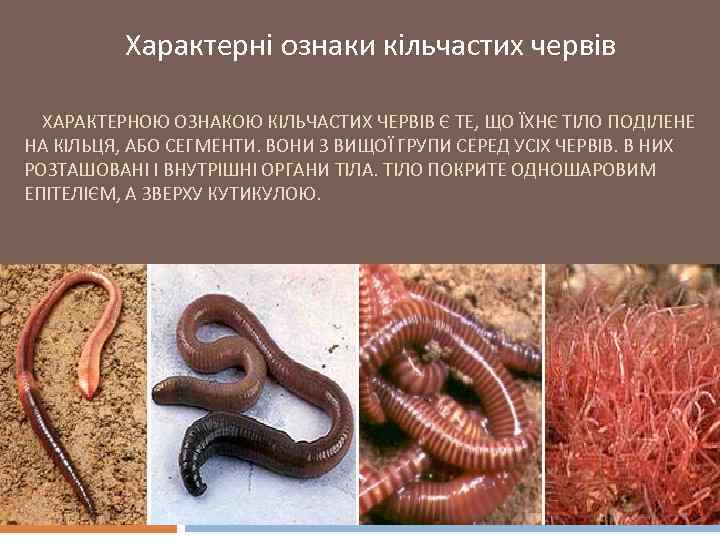 Характерні ознаки кільчастих червів ХАРАКТЕРНОЮ ОЗНАКОЮ КІЛЬЧАСТИХ ЧЕРВІВ Є ТЕ, ЩО ЇХНЄ ТІЛО ПОДІЛЕНЕ