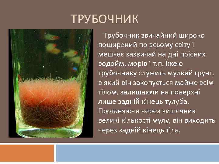 ТРУБОЧНИК Трубочник звичайний широко поширений по всьому світу і мешкає зазвичай на дні прісних