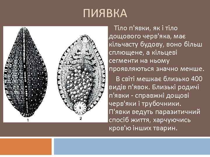 ПИЯВКА Тіло п'явки, як і тіло дощового черв'яка, має кільчасту будову, воно більш сплющене,