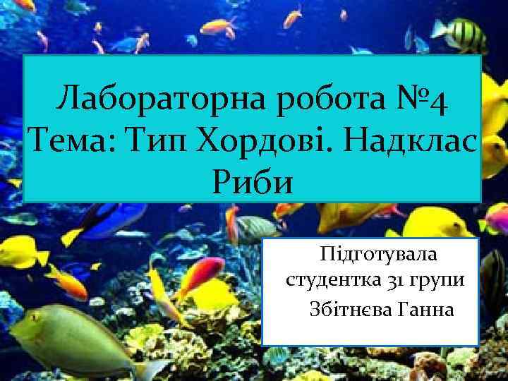 Лабораторна робота № 4 Тема: Тип Хордові. Надклас Риби Підготувала студентка 31 групи Збітнєва