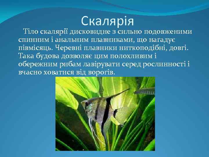 Скалярія Тіло скалярії дисковидне з сильно подовженими спинним і анальним плавниками, що нагадує півмісяць.