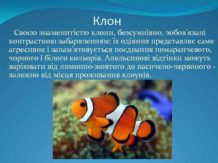 Клон Своєю знаменитістю клони, безсумнівно, зобов'язані контрастною забарвленням: їх одіяння представляє саме агресивне і