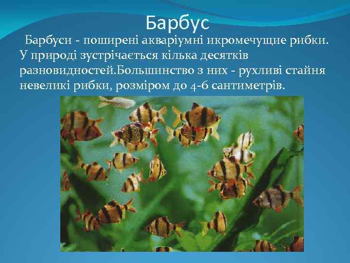 Барбус Барбуси - поширені акваріумні икромечущие рибки. У природі зустрічається кілька десятків разновидностей. Большинство