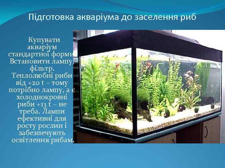 Підготовка акваріума до заселення риб Купувати акваріум стандартної форми. Встановити лампу, фільтр. Теплолюбні риби