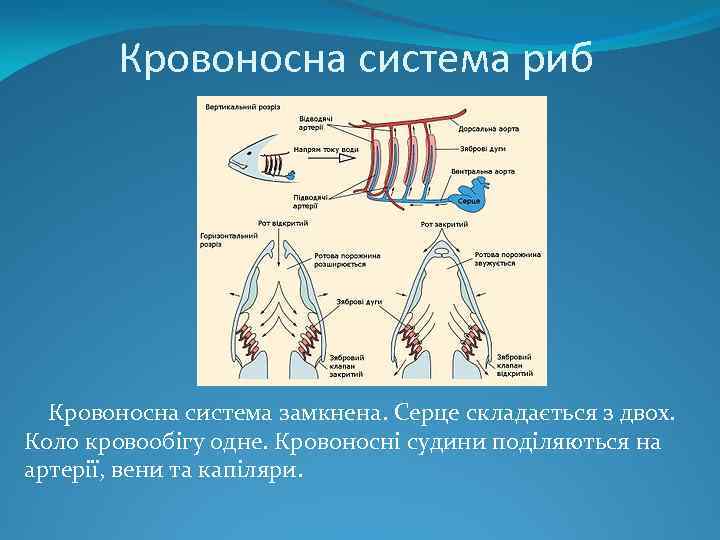 Кровоносна система риб Кровоносна система замкнена. Серце складається з двох. Коло кровообігу одне. Кровоносні