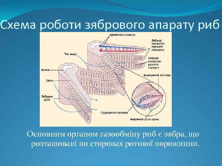 Схема роботи зябрового апарату риб Основним органом газообміну риб є зябра, що розташовані по