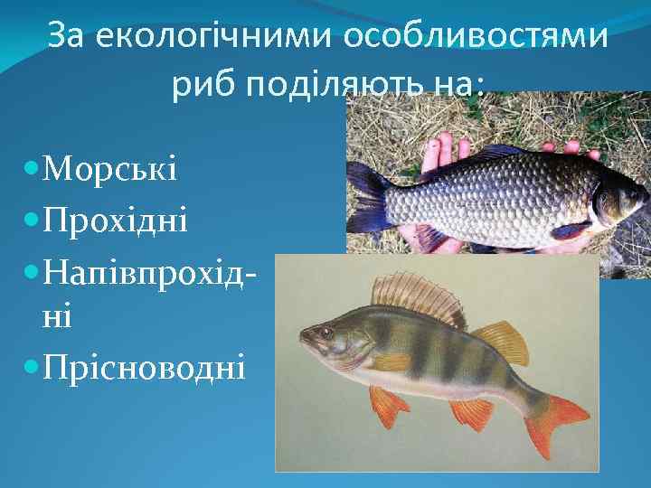 За екологічними особливостями риб поділяють на: Морські Прохідні Напівпрохідні Прісноводні 