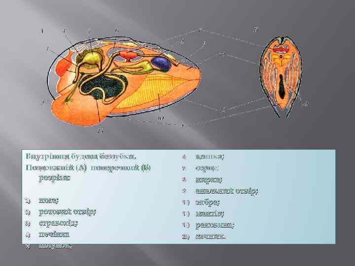 Внутрішня будова беззубки. Поздовжній (А) поперечний (Б) розрізи: 6) 7) 8) 9) 1) 2)