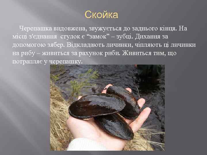 Скойка Черепашка видовжена, звужується до заднього кінця. На місці з'єднання стулок є “замок” –