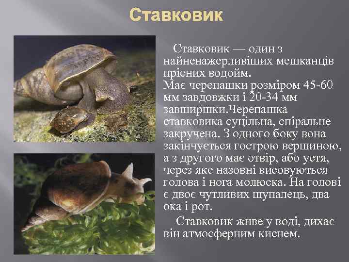 Ставковик Ставковик — один з найненажерливіших мешканців прісних водойм. Має черепашки розміром 45 -60