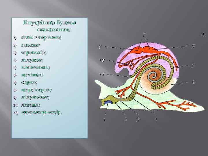 Внутрішня будова ставковика: 1) 2) 3) 4) 5) 6) 7) 8) 9) 10) 11)