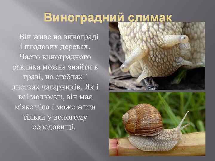 Виноградний слимак Він живе на винограді і плодових деревах. Часто виноградного равлика можна знайти