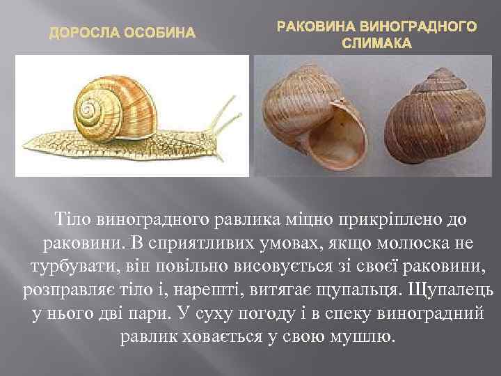 ДОРОСЛА ОСОБИНА РАКОВИНА ВИНОГРАДНОГО СЛИМАКА Тіло виноградного равлика міцно прикріплено до раковини. В сприятливих