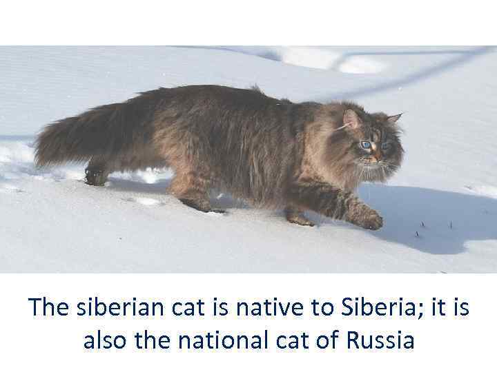 The siberian cat is native to Siberia; it is also the national cat of