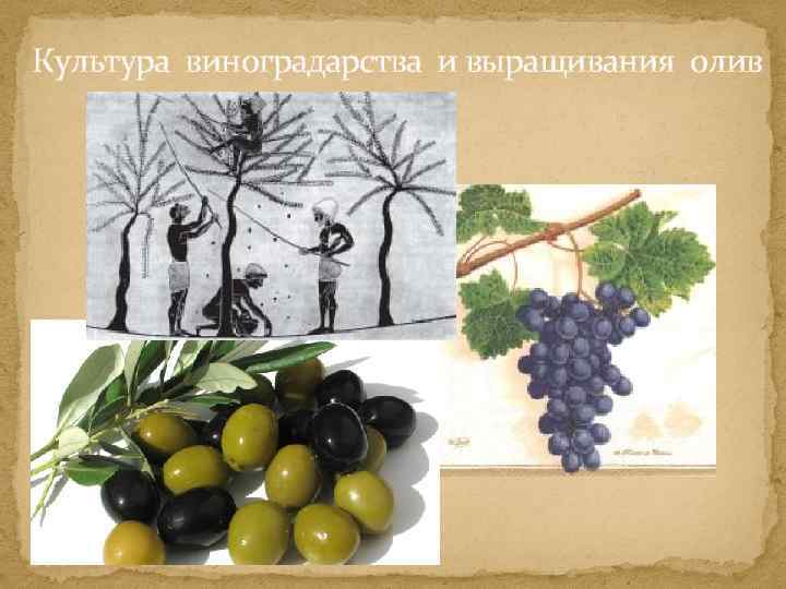 Культура виноградарства и выращивания олив 