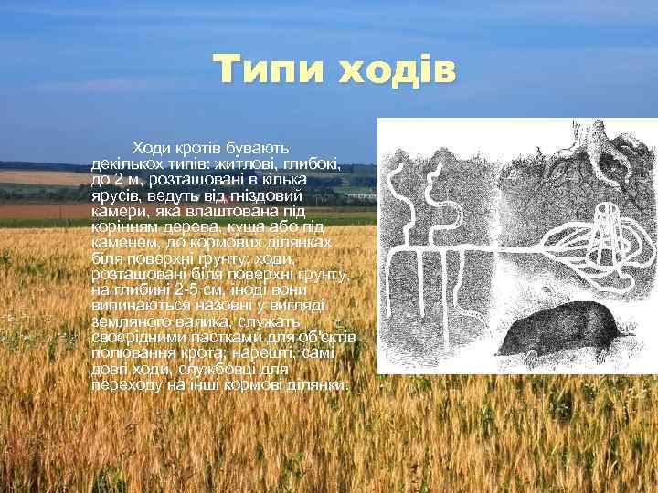 Типи ходів Ходи кротів бувають декількох типів: житлові, глибокі, до 2 м, розташовані в