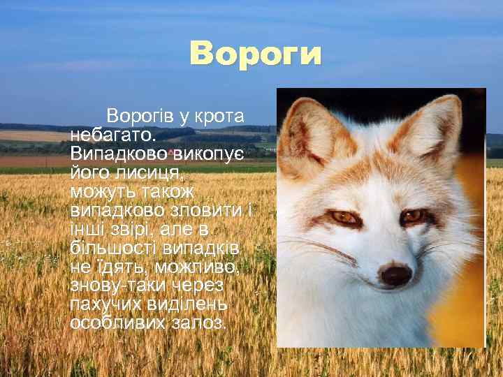 Вороги Ворогів у крота небагато. Випадково викопує його лисиця, можуть також випадково зловити і