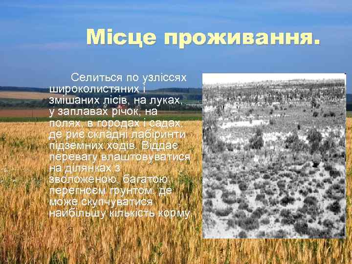 Місце проживання. Селиться по узліссях широколистяних і змішаних лісів, на луках, у заплавах річок,