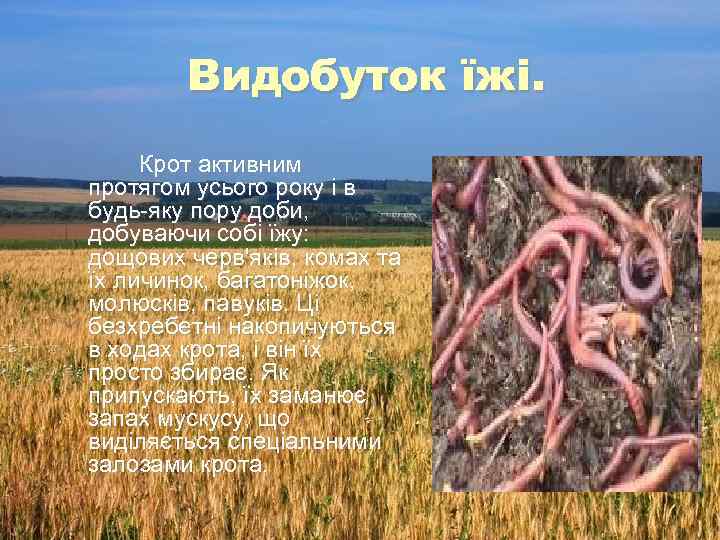 Видобуток їжі. Крот активним протягом усього року і в будь-яку пору доби, добуваючи собі