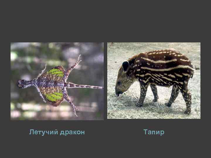 Летучий дракон Тапир 