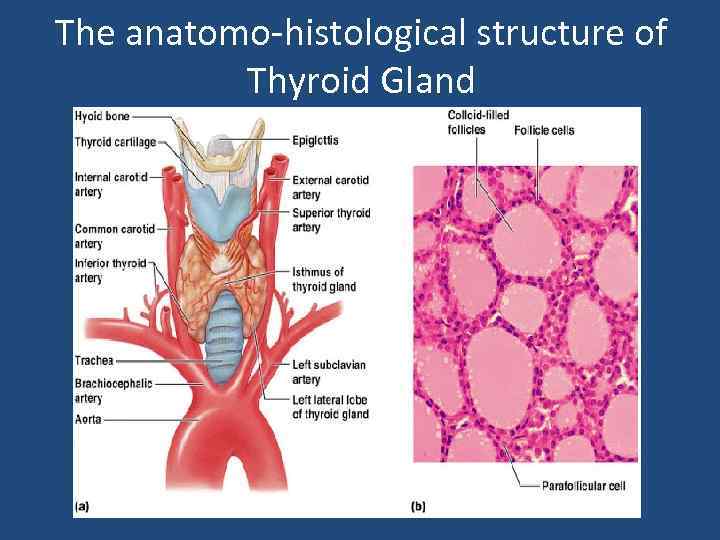 The anatomo-histological structure of Thyroid Gland 