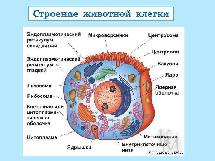 Строение животной клетки рисунок с подписями