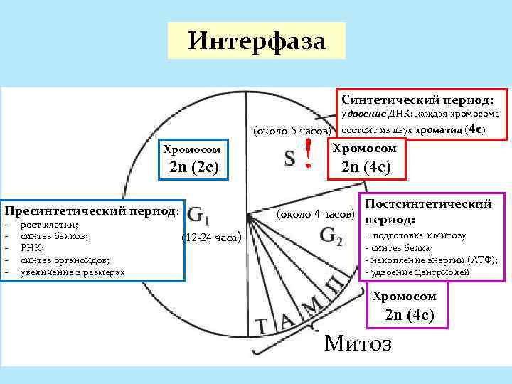 Интерфаза Синтетический период: удвоение ДНК: каждая хромосома (около 5 часов) состоит из двух хроматид