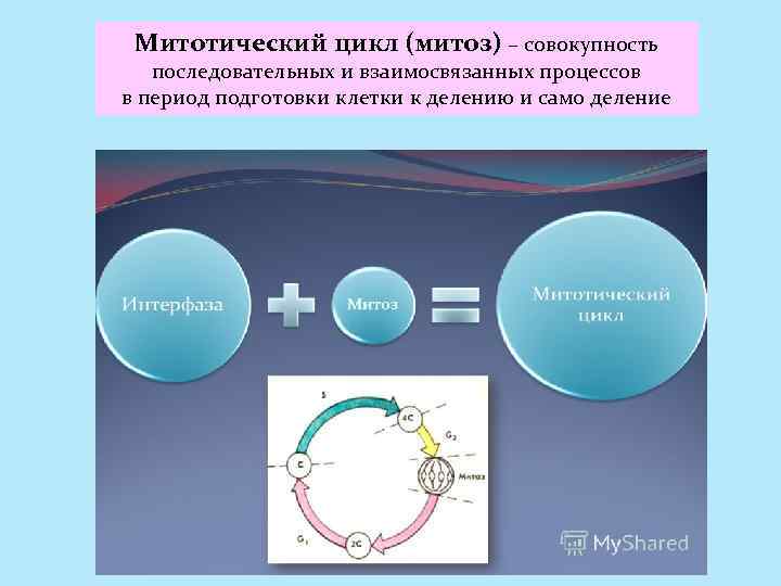 Митотический цикл (митоз) – совокупность последовательных и взаимосвязанных процессов в период подготовки клетки к