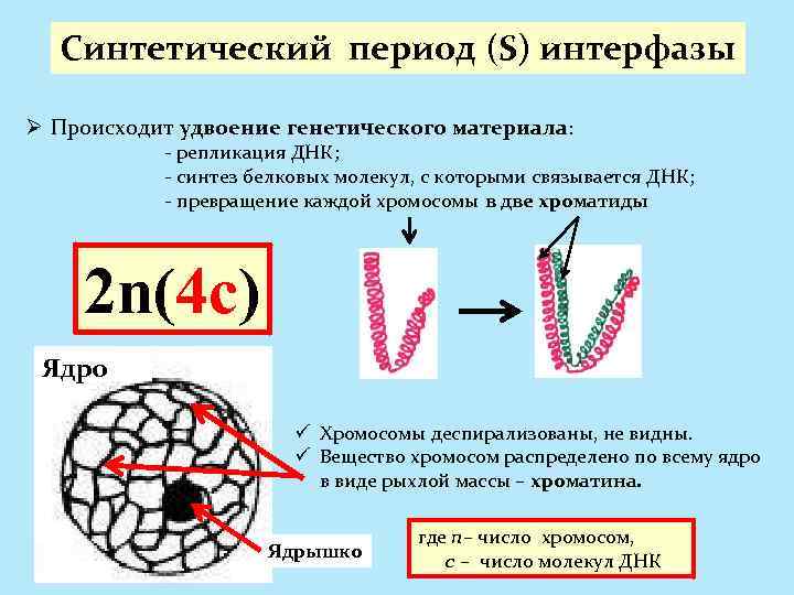 Синтетический период (S) интерфазы Ø Происходит удвоение генетического материала: - репликация ДНК; - синтез
