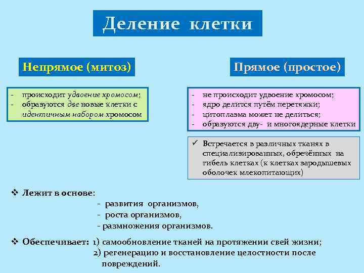 Деление клетки Непрямое (митоз) - происходит удвоение хромосом; образуются две новые клетки с идентичным