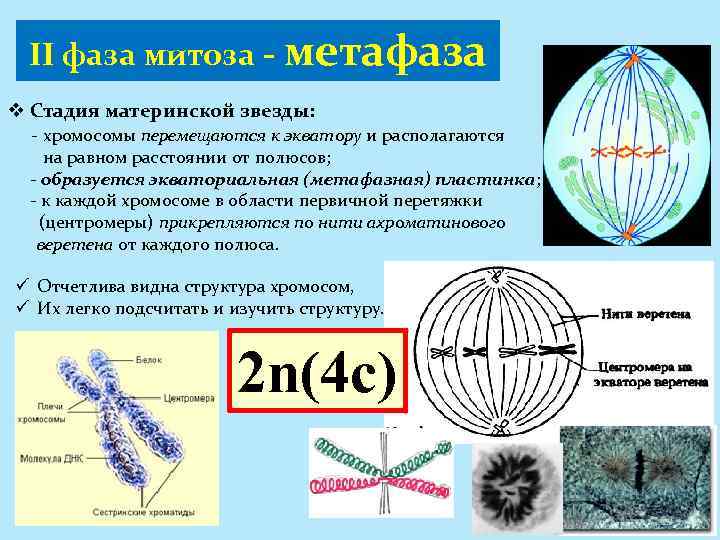 II фаза митоза - метафаза v Стадия материнской звезды: - хромосомы перемещаются к экватору