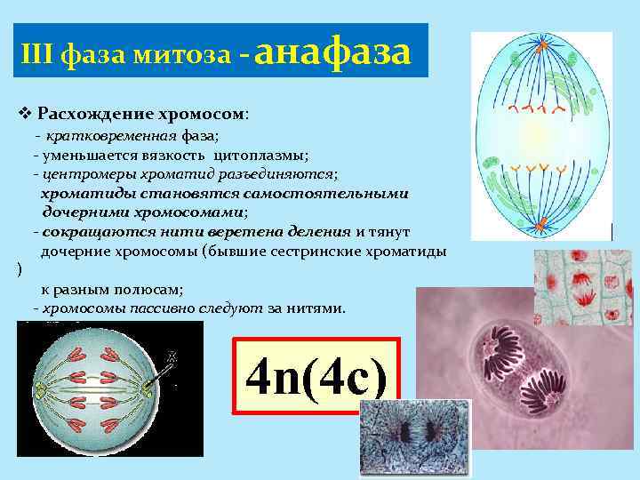 III фаза митоза - анафаза v Расхождение хромосом: - кратковременная фаза; ) - уменьшается
