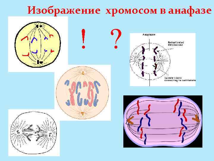 Изображение хромосом в анафазе ! ? 