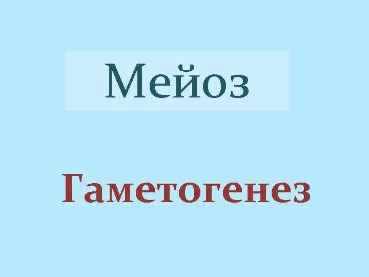 Мейоз Гаметогенез 